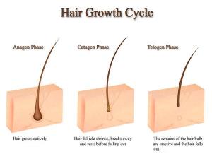 Hair_Growth_Diagram_by_polariscaprica